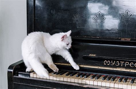 do cats like classical music that makes them feel sleepy at night