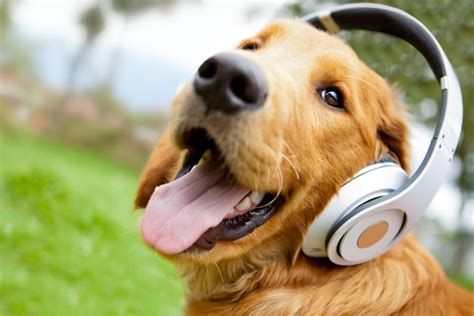 do dogs like music? Do they respond to the rhythms and tones in a way we can understand?