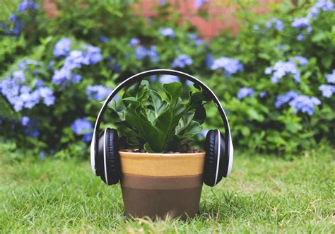 do plants like music? perhaps it's not just about the melody